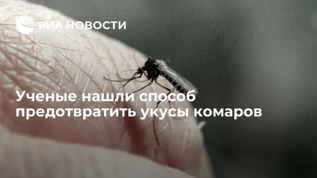 Как предотвратить укусы собак