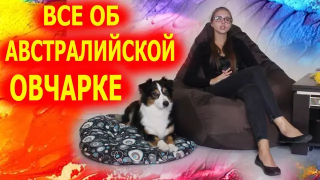Все об австралийской овчарке