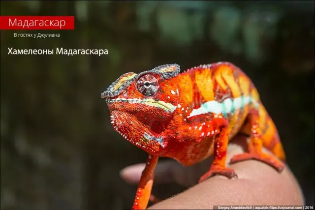 Как я держал игру в погоне от того, чтобы стать собакой