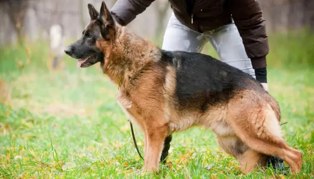 Dognapping: Как защитить свою собаку и вернуть его, если он украден