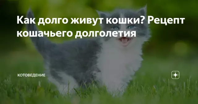 Как долго живут кошки? Факты о средней продолжительности жизни