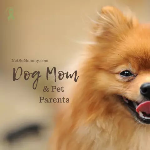 Выбор редактора: Dog Mom Edition