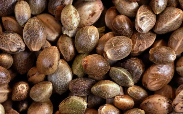 Преимущества конопли - 6 продуктов конопли, чтобы помочь сохранить здоровье кошки