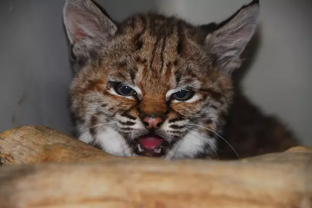 Baby Bobcat и Bambi: остальная часть истории