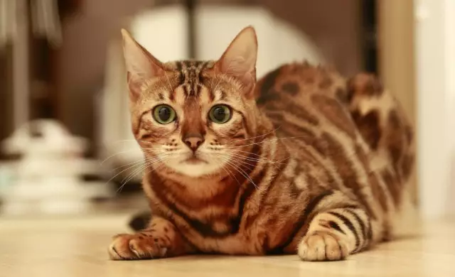 Спасательный дом спасает кошек, не имеет значения