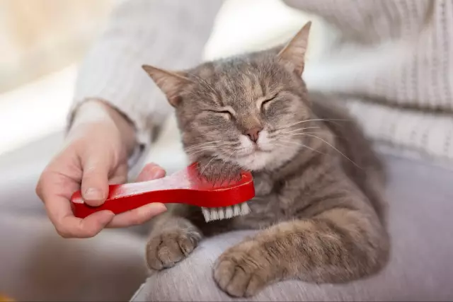 Чеснок хорош для кошек?
