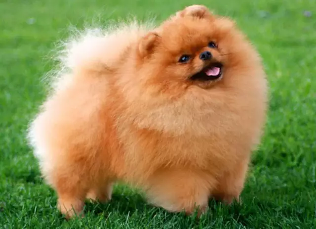 Собаки с ужасами: обзор пород собак