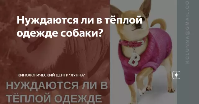 Собаки нуждаются в одежде и мебели от насекомых?