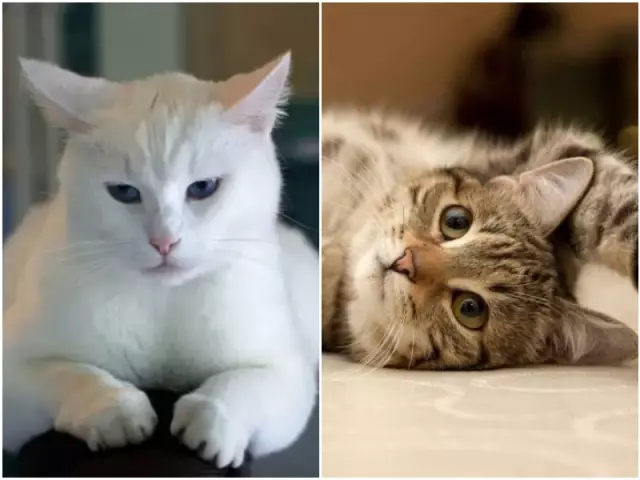 Может ли кошка заражена FIV Live с незараженными кошками?