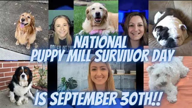 Panda Puppy Mill Survivor также выживает в ловушке для животных