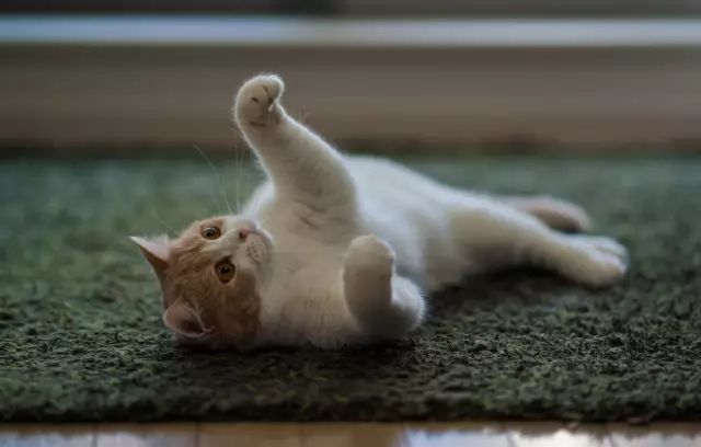 Мой кот играет на пианино, действительно! У вашей кошки есть музыкальный талант?