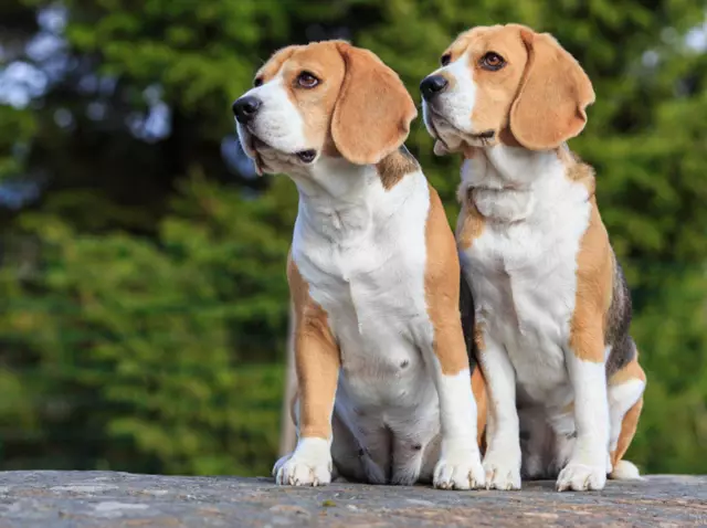 Встречайте Maymo, Beagle, который любит переодеваться и ненавидит уборку