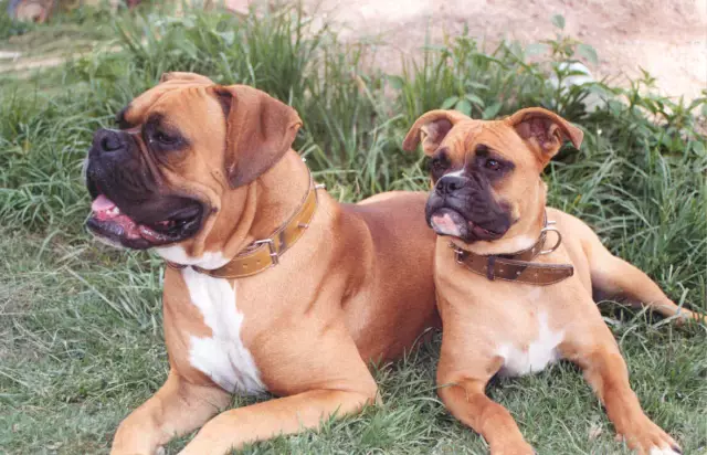 Сообщение Benny the Boxer «Вчера было странно» станет книгой