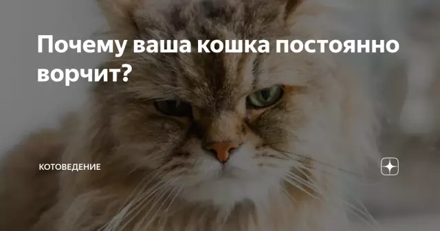 Что может сделать ваша кошка для США? Мы просим Американскую ассоциацию патриотов