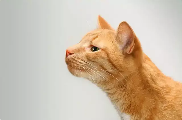 Feline Mind Games: Как наши кошки тренируют нас, чтобы вести себя