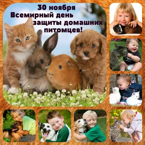 Личность СМИ Кэрол Эриксон использует свой голос для защиты от усыновления домашних животных