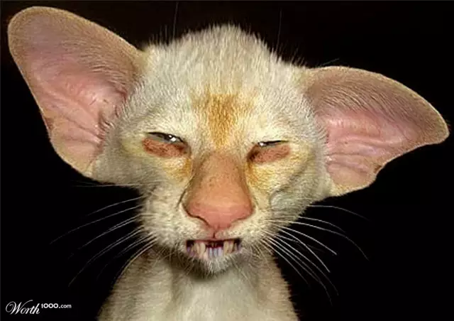 8 Ugly Cat Свитера для праздников