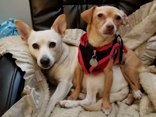 LA County Animal Care & Control запускает исследование Цезаря Миллиана