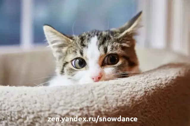 6 вещей Владельцы кошек не смеют думать