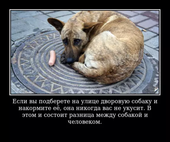 Я пристрастился к кроваткам для собак