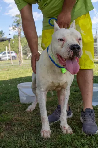 Tito Dogo Argentino избегает злоупотребления и ужасающего пренебрежения в магазине Mechanic's
