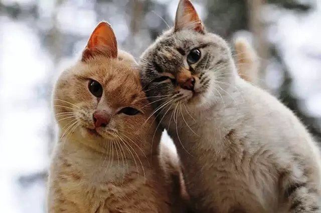 Kittengarten держит кошек в домах и из приютов