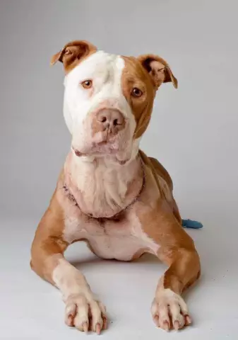 Khaleesi the Noseless Pit Bull использует свою славу, чтобы помочь другим нуждающимся собакам