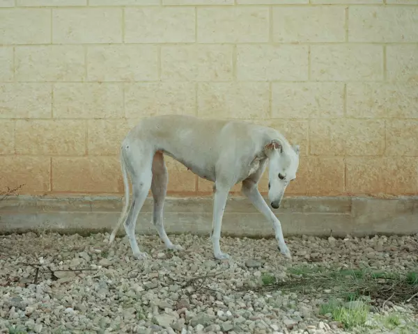 Собачий святилище стремится спасти охотничьих собак Испании от уверенной смерти