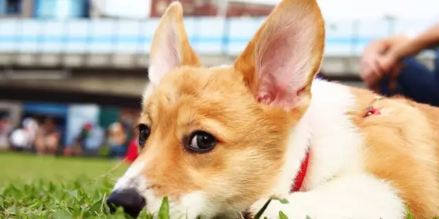 Grace the Abused Corgi Mix получает испорченный в ее вечном доме
