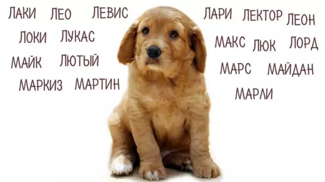 Где конкуренты выставки собак получают свои странные имена?