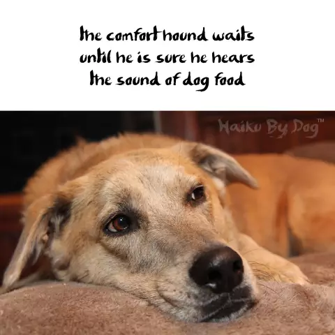 Haiku by Dog: ароматы и чувствительность