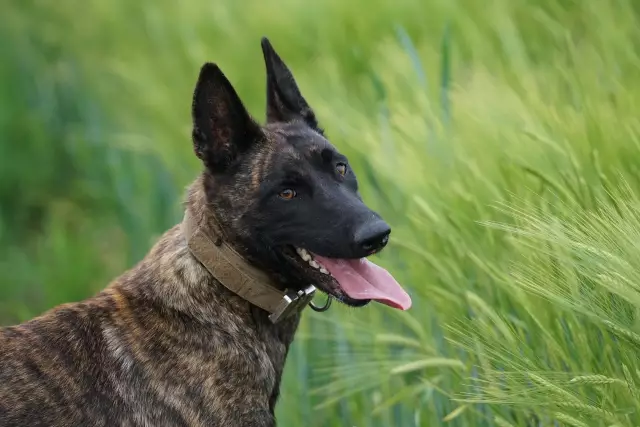 K9, Докторант, доверяющий роботизированной собаке