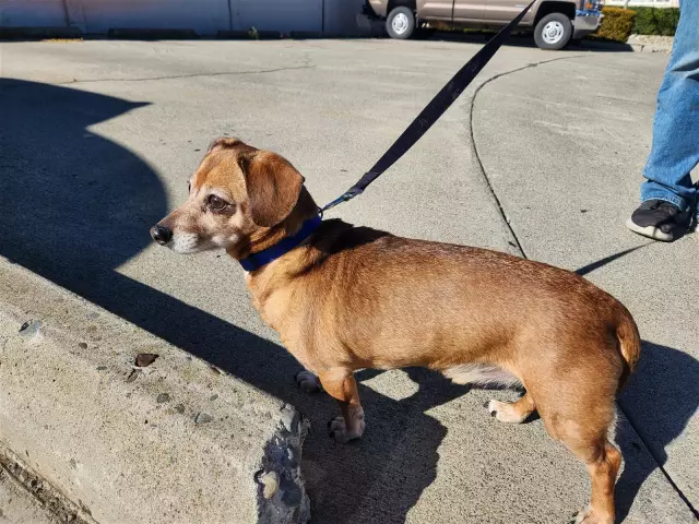 Harley the Dachshund находит помощь от боли в остеоартрите благодаря лечению, разработанному для кошек FIV