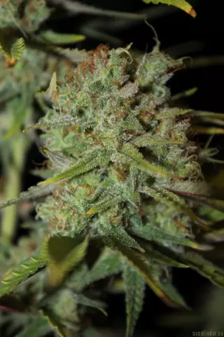Что такое лечение CBD для собак?