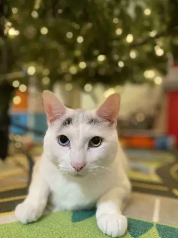 NC Man Faces Felony Charges после спасения 37 Death Row Cats