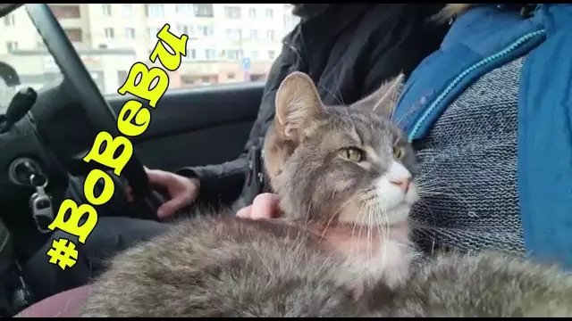 Июнь - «Американский гуман» принимает месяц кота