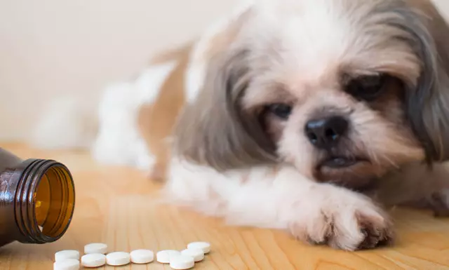 О компании Acepromazine Dog Tranquilizer