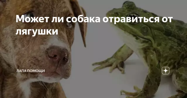 Может ли собака атаковать, что приводит к срыву трахеи и длительному кашлю?