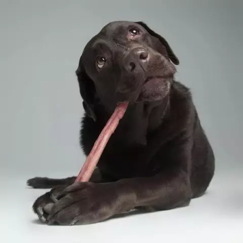 Мы любим фотографии Кевина Сарасома из Derpy Dogs