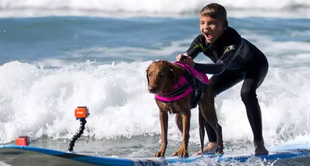 Surf Dog Ricochet совместно записывает песню с коммуникатором для животных