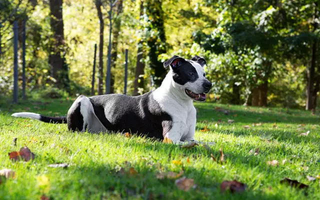 Познакомьтесь с Lucky the TurfMutt, экологическим супергероем