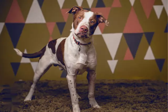 Family Dogs New Life Shelter дает «неудобным» собакам время, чтобы найти их навсегда
