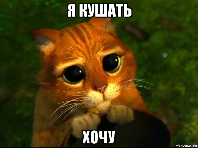 Я хочу, чтобы TNR мой одичавший кот, но я боюсь, что потеряю доверие