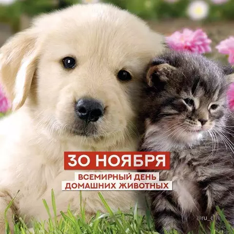 Тина Роэ воссоединяет потерянных домашних животных в Сент-Луисе со своими семьями