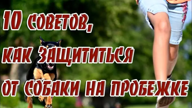 Безопасность отдыха для собак: 9 советов