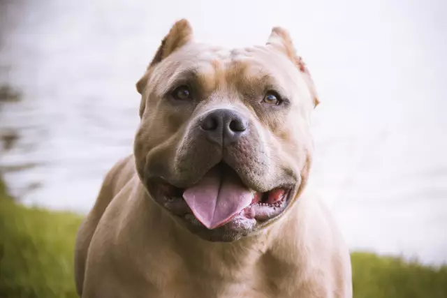 Мы любим Pit Bulls - здесь 6 наших фаворитов