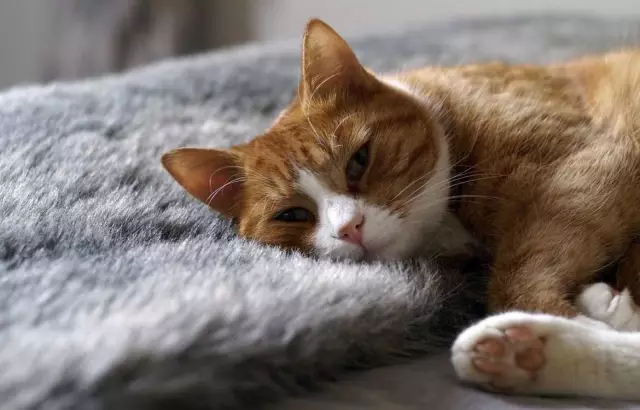 5 вещей, связанных с кошкой, я благодарен за этот год