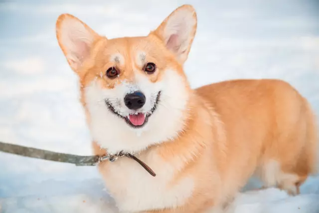 Вы купили дом с собаками в разуме? Я только что сделал
