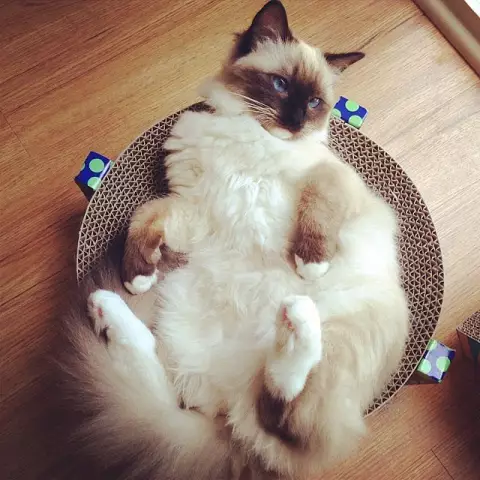 Пятница Fanglish Cat Slang: слова о рутинах и привычках