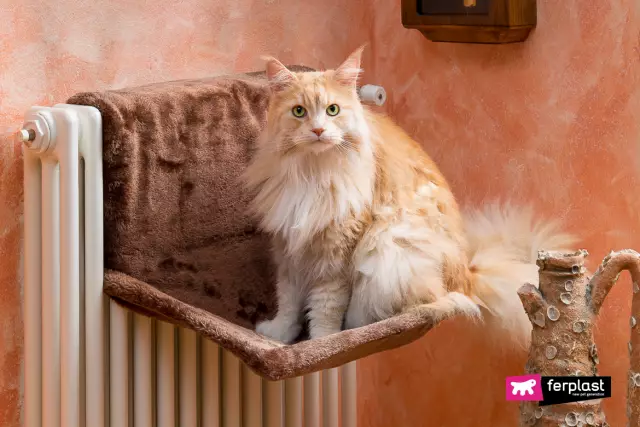 5 популярных песен, которые, похоже, будут написаны о моей кошке